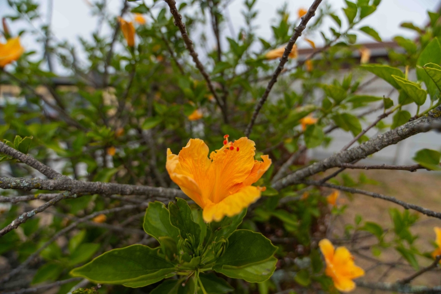 3 Bedroom Property for Sale in Parsonsvlei Eastern Cape